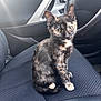 kitten, cat, tortoiseshell, car_interior, car_seat, steering_wheel, pet, animal, feline, curious, sitting, young_cat, indoor, vehicle, seat_cover, close_up, cute, domestic_cat, looking, portrait