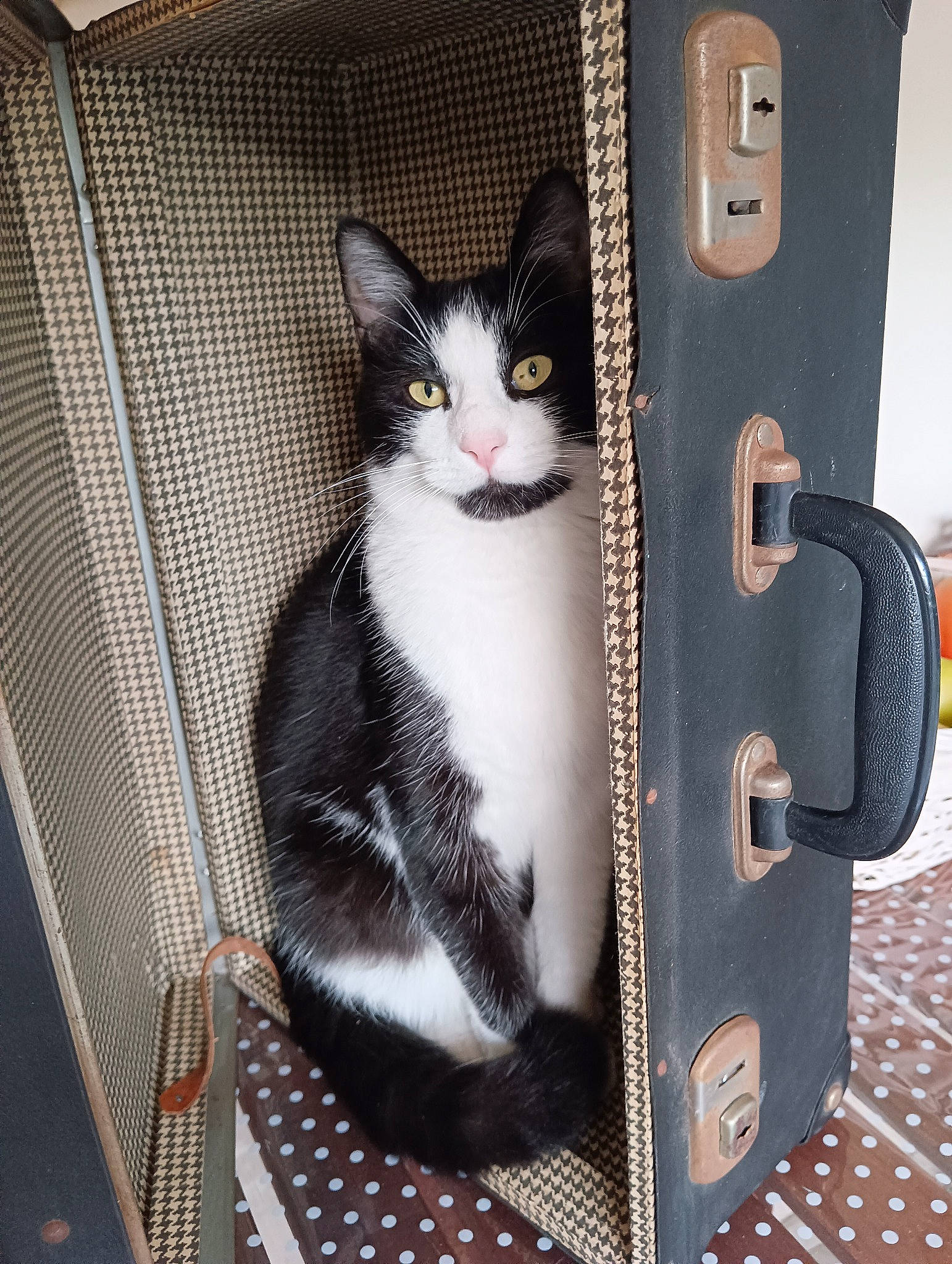 Nina a rejoint le concours — aidez-le/la à gagner de superbes lots ! box, cardboard, carnivore, cat, cat_supply, domestic_short_haired_cat, felidae, fur, gas, grey, machine, packaging_and_labeling, paw, pet_supply, small_to_medium_sized_cats, tail, whiskers, wood