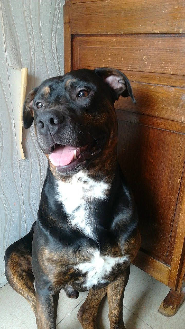 Boss a rejoint le concours — aidez-le/la à gagner de superbes lots ! borador, canidae, carnivore, collar, companion_dog, dog, dog_breed, dog_collar, fawn, fur, guard_dog, hardwood, liver, pet_supply, snout, sporting_group, terrestrial_animal, whiskers, wood, working_animal