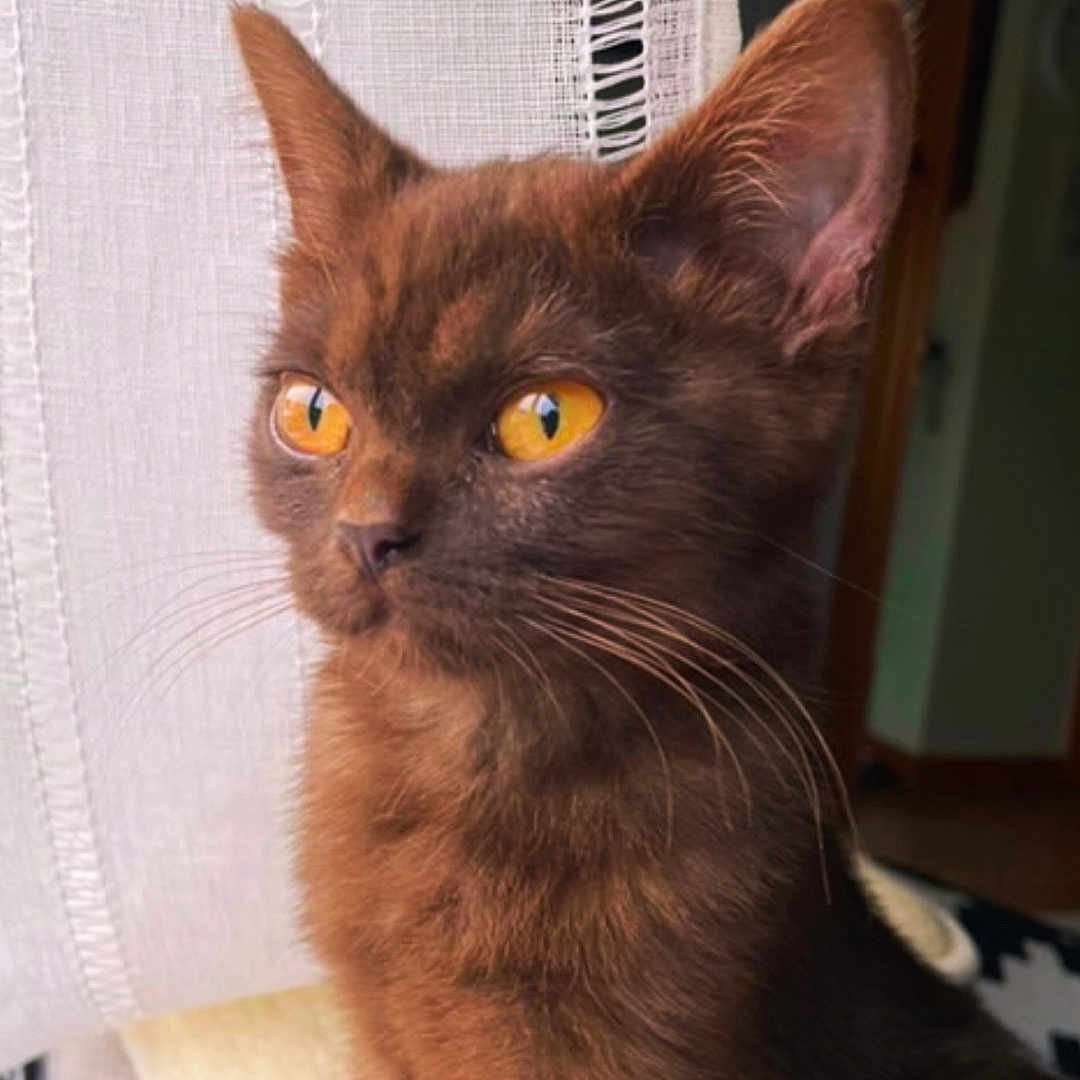 Figa is registered to the contest to win money with this photo: alert, animal, brown_fur, calm, cat, closeup, curtain, cute, domestic_cat, ears, feline, fur, golden_eyes, home, indoor, pet, portrait, sitting, whiskers, window_light