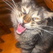 Thorr is registered to the contest to win money with this photo: cat, tabby, gray_cat, whiskers, mouth_open, teeth, tongue, close_up, indoor, wooden_floor, pet, feline, animal, fur, cute, sitting, expression, blur, domestic_cat, playful