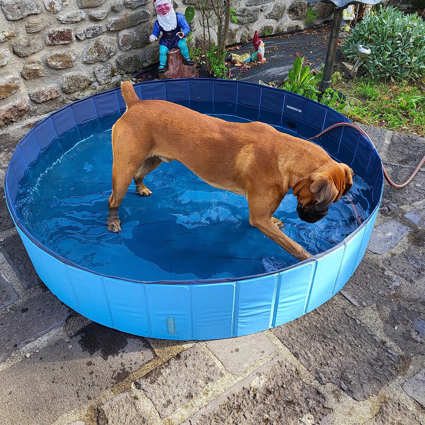 Usko participe au concours pour gagner de l'argent avec cette photo : animal, baby, backyard, bathing, canine, dog, face, flagstone, head, hottub, nature, outdoors, path, person, pet, pool, swimmingpool, tub, walkway, water