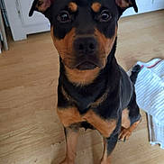 Athena a rejoint le concours — aidez-le/la à gagner de superbes lots ! dog, pet, black_and_tan, sitting, wooden_floor, indoor, curious, wide_eyes, ears, cabinet, striped_cloth, floor, animal, canine, paw, nail, looking, companion, domestic, house