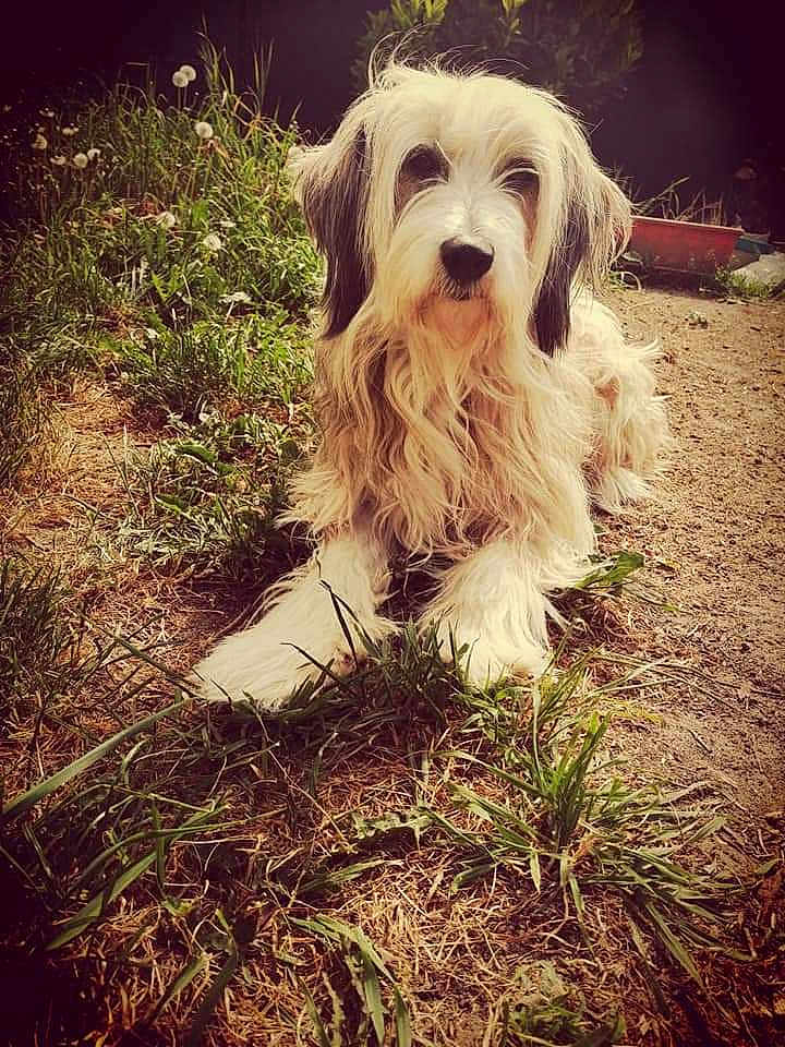 Daisy
