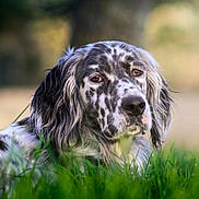 Twix a rejoint le concours — aidez-le/la à gagner de superbes lots ! dog, spotted_dog, grass, outdoor, nature, animal, pet, canine, relaxed, laying_down, fur, portrait, closeup, ears, snout, eyes, greenery, blurred_background, daylight, peaceful