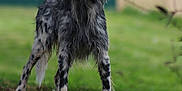 Twix participe au concours pour gagner de l'argent avec cette photo : dog, animal, outdoor, grass, pet, canine, fur, black_and_white, standing, nature, blurred_background, spot, mammal, alert, domestic_animal, portrait, field, paw, snout, ears