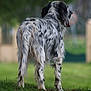 dog, animal, outdoor, grass, black_and_white, fur, pet, canine, nature, tongue_out, standing, back_view, blurred_background, green, park, daylight, mammal, field, walking, leisure