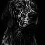 dog, wet, portrait, black_and_white, water_droplets, close_up, animal, fur, moody, dramatic_lighting, dark_background, detailed, expression, pets, muzzle, ears, whiskers, canine, studio, texture