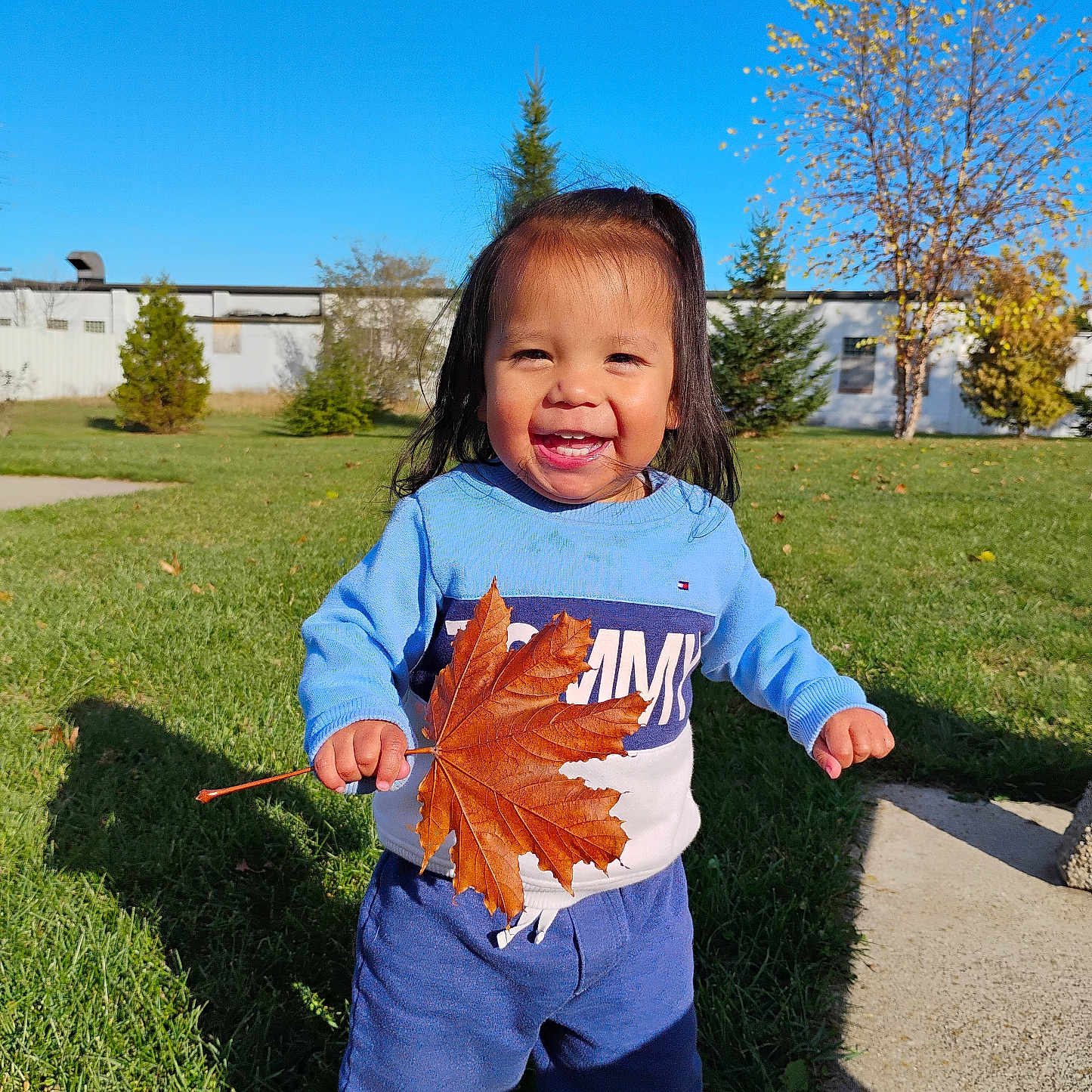 Nēmowwākoh is registered to the contest to win money with this photo: autumn, blue_sky, casual_clothing, cheerful, child, daylight, fall, grass, happy, holding, leaf, nature, outdoor, person, playful, smiling, sunlight, toddler, tree, young_child