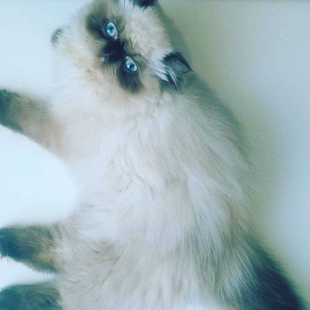 Douce participe au concours pour gagner de l'argent avec cette photo : asian_semi_longhair, balinese, birman, british_longhair, carnivore, cat, domestic_long_haired_cat, eye, felidae, fur, himalayan, iris, kitten, mammal, persian, ragdoll, small_to_medium_sized_cats, thai, vertebrate, whiskers