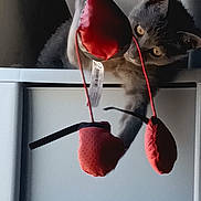 Juny is registered to the contest to win money with this photo: animal, cat, curious, domestic_cat, ears, eyes, furniture, gray_cat, hanging_toy, indoor, kitten, light, paw, pet, playful, red_toy, shadow, toy, whiskers, white_furniture