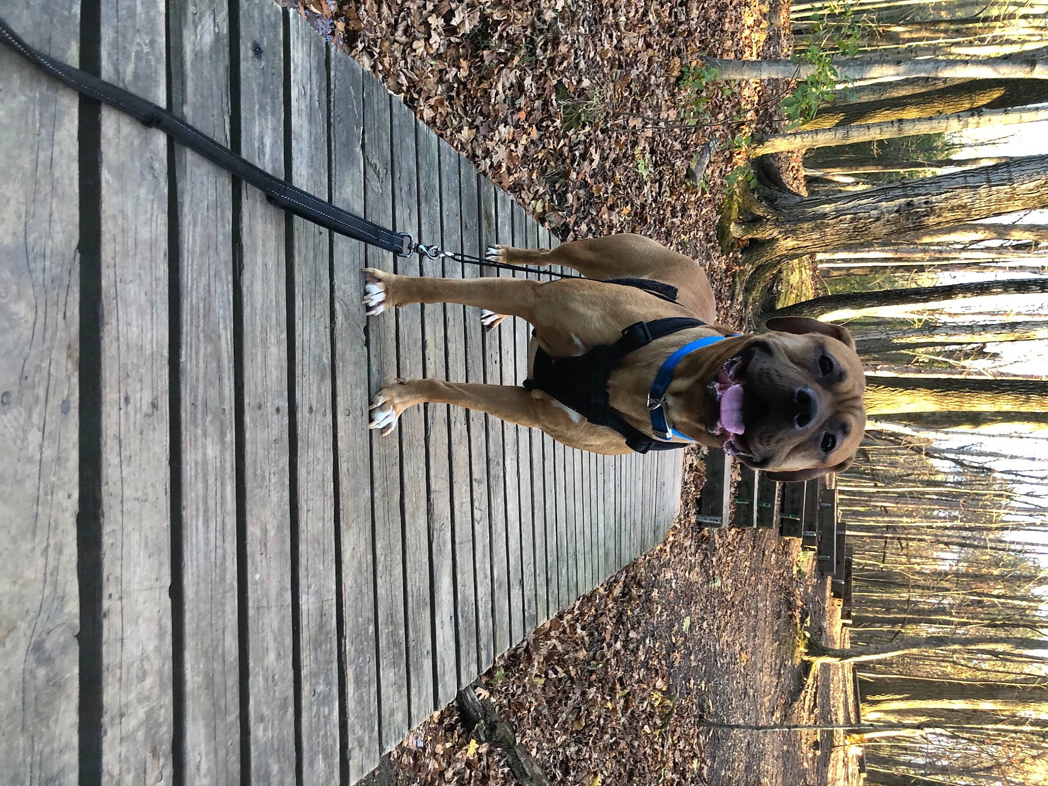 Ziggy joined the competition — help win amazing prizes! canidae, carnivore, dog, dog_breed, dog_supply, sporting_group, wood, working_animal, working_dog