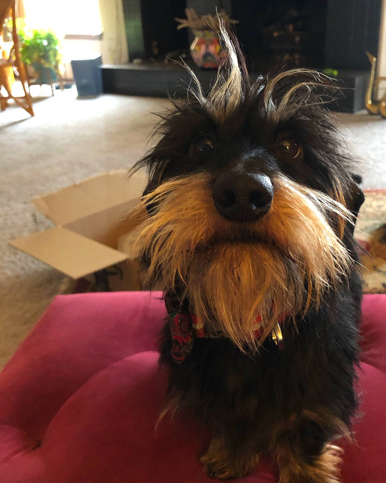 Hunter is registered to the contest to win money with this photo: carnivore, companion_dog, dog, dog_breed, fashion_accessory, flooring, fur, hardwood, houseplant, liver, plant, schnauzer, small_terrier, snout, sporting_group, standard_schnauzer, terrier, toy_dog, water_dog, working_animal