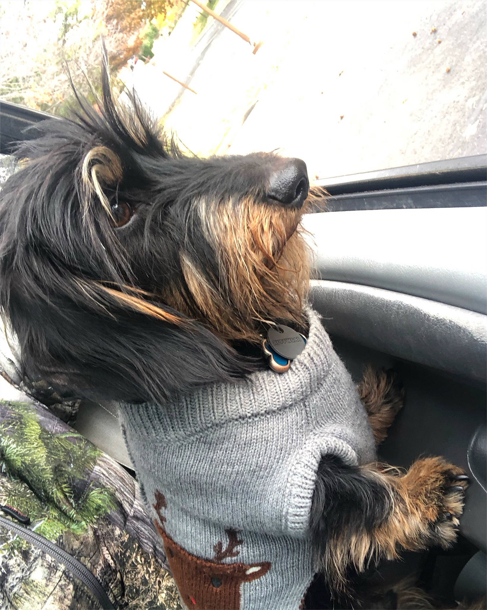 Hunter is registered to the contest to win money with this photo: canidae, carnivore, collar, companion_dog, dog, dog_breed, dog_collar, fawn, felidae, fur, liver, pet_supply, snout, spaniel, sporting_group, tail, terrier, toy_dog, whiskers, working_animal