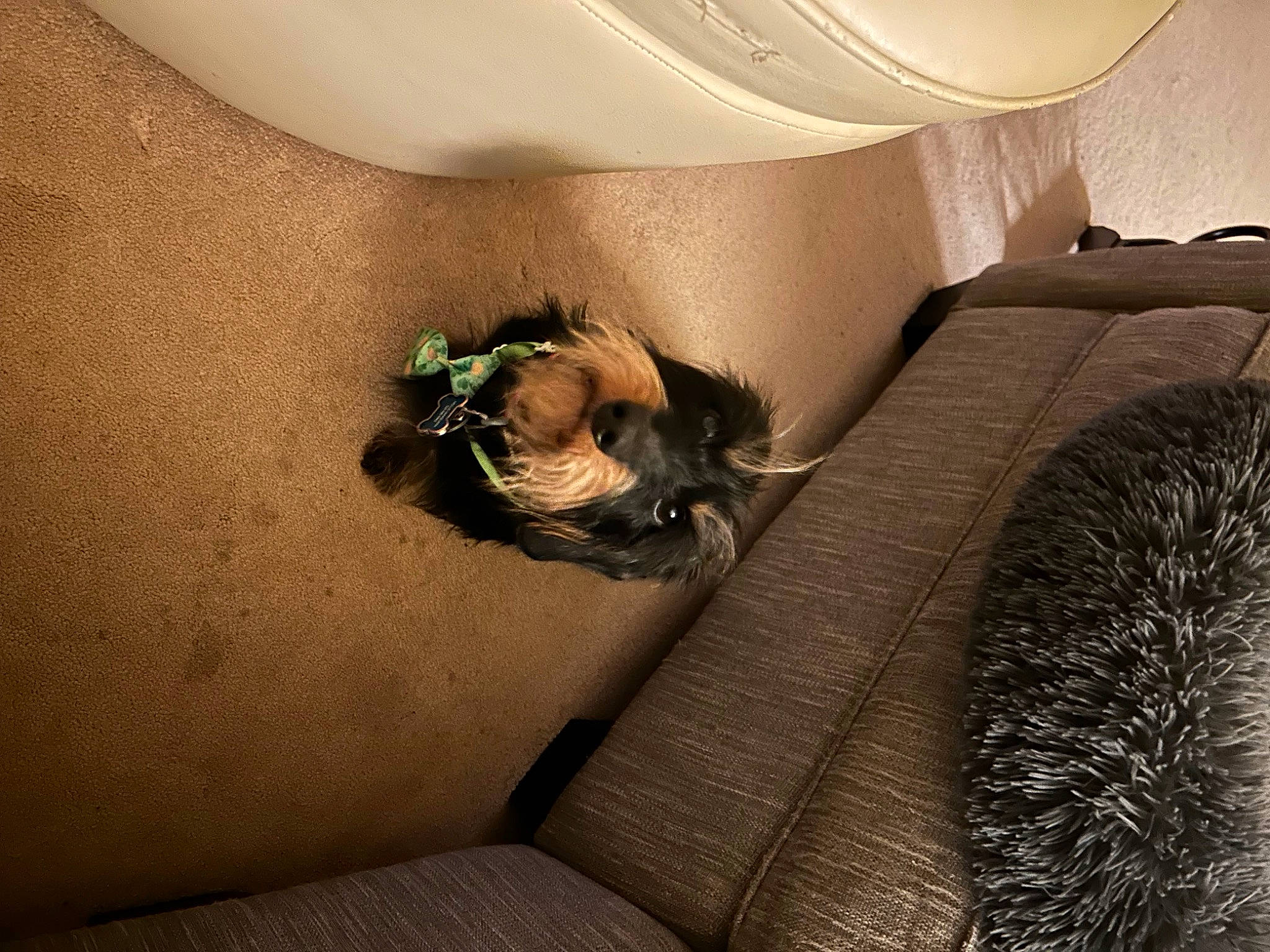 Hunter joined the competition — help win amazing prizes! bedding, ceiling, comfort, companion_dog, couch, floor, flooring, fur, grey, hardwood, house, human_leg, linens, living_room, room, shadow, tail, textile, tints_and_shades, wood