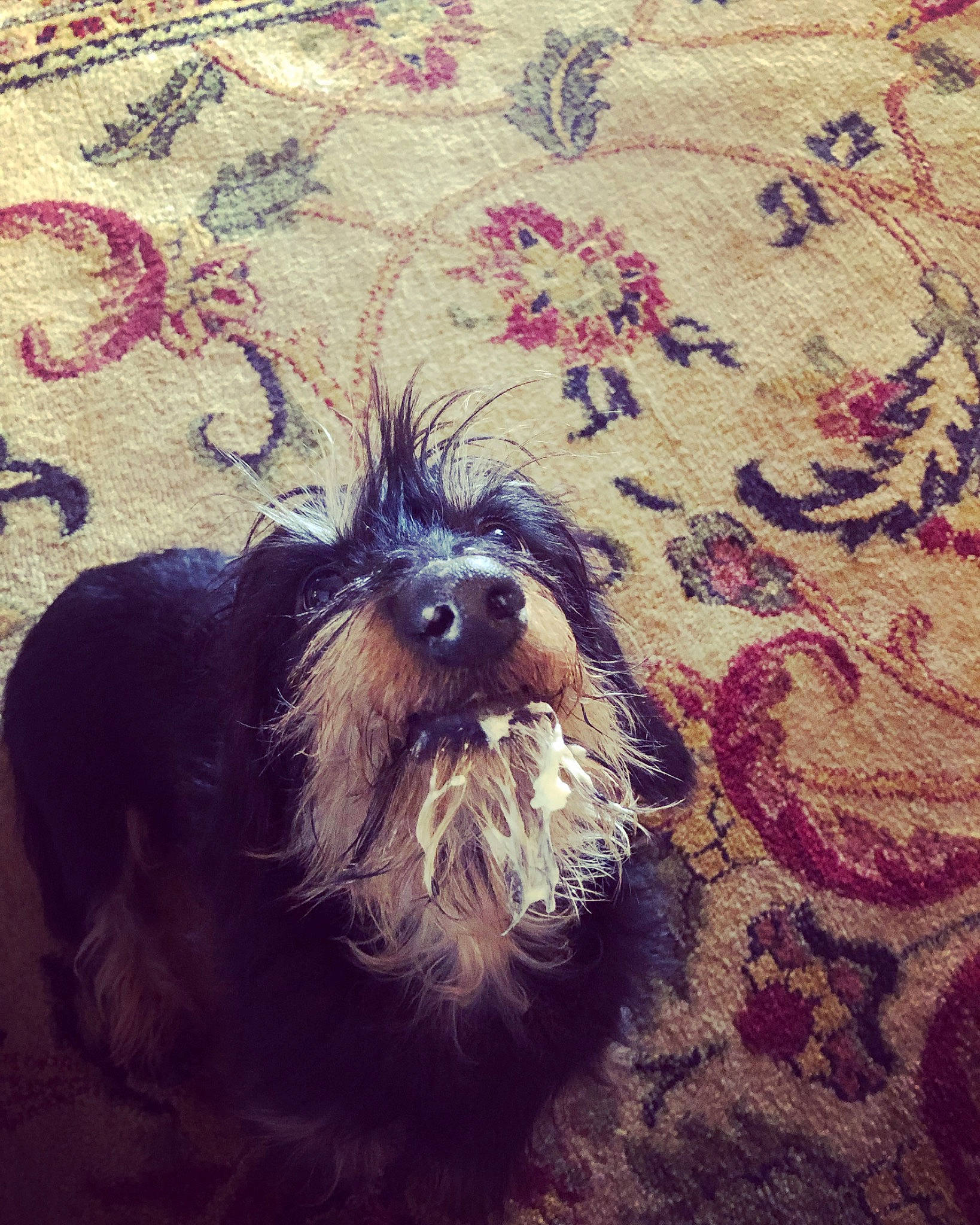 Hunter joined the competition — help win amazing prizes! canidae, carnivore, cloud, companion_dog, corn_on_the_cob, dog, dog_breed, fur, liver, puppy_love, schnauzer, small_terrier, snout, sporting_group, square, terrier, toy_dog, visual_arts, water_dog, working_animal