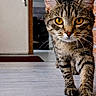 cat, tabby_cat, pet, animal, feline, walking, close_up, indoor, floor, brick_wall, door, whiskers, fur, eyes, paws, curious, focused, portrait, domestic_cat, stripes