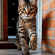 Jade participe au concours pour gagner de l'argent avec cette photo : animal, brick_wall, cat, curious, cute, eyes, feline, floor, focus, fur, hallway, home, indoor, kitten, pet, portrait, tabby, walking, whiskers, young