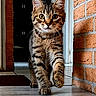 cat, kitten, tabby, indoor, walking, curious, eyes, fur, whiskers, floor, brick_wall, hallway, pet, animal, cute, young, portrait, focus, home, feline