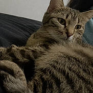 Jade a rejoint le concours — aidez-le/la à gagner de superbes lots ! cat, tabby, feline, pet, animal, fur, whiskers, yellow_eyes, relaxed, indoor, cozy, blanket, person_partial, resting, close_up, domestic_cat, striped, cute, soft, lying_down