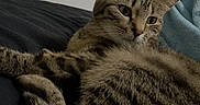 Jade a rejoint le concours — aidez-le/la à gagner de superbes lots ! animal, blanket, cat, close_up, cozy, cute, domestic_cat, feline, fur, indoor, lying_down, person_partial, pet, relaxed, resting, soft, striped, tabby, whiskers, yellow_eyes