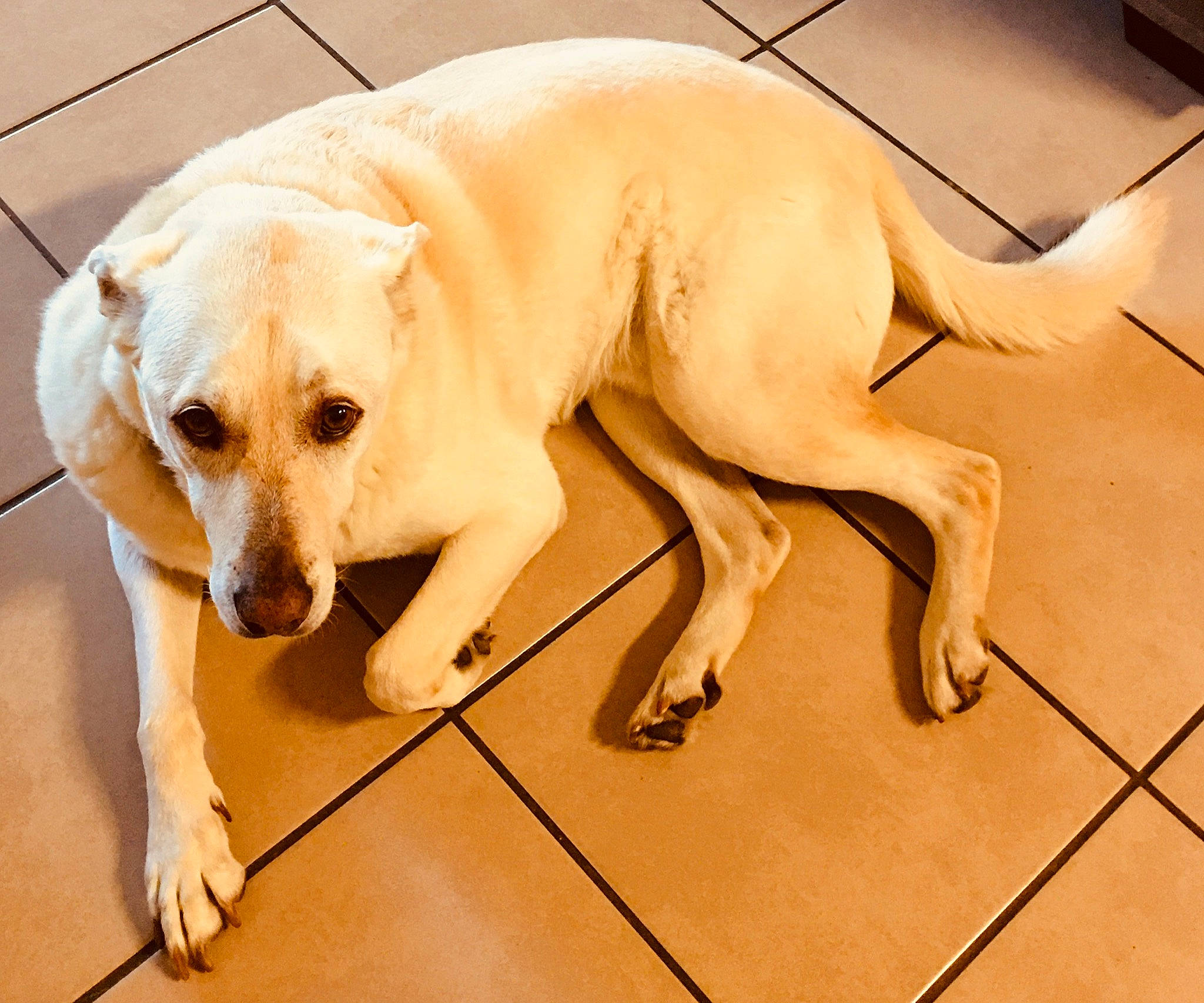 Manuel joined the competition — help win amazing prizes! canidae, carnivore, companion_dog, dog, dog_breed, fawn, floor, flooring, gun_dog, hardwood, labrador_retriever, non_sporting_group, paw, pet_supply, snout, sporting_group, tail, terrestrial_animal, wood, working_animal