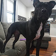 Zoey Piranha joined the competition — help win amazing prizes! alert, black_dog, canine, chest, couch, curtain, dog, ears, furniture, hardwood_floor, home_interior, indoor, living_room, muzzle, paws, pet, portrait, sofa, toy, window