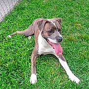 Bob Clooney is registered to the contest to win money with this photo: animal, backyard, brown_coat, chain_link_fence, dog, domestic_animal, ears, grass, happy, lawn, muzzle, outdoor, panting, paws, pet, playful, resting, sunny, tongue_out, white_markings
