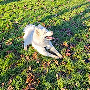 Shiro participe au concours pour gagner de l'argent avec cette photo : autumn_leaves, canine, daylight, dog, fluffy, fur, grass, leaves, lying_down, outdoor, park, paws, pet, playful, recreation, samoyed, shadow, sunny, tongue_out, white_dog