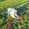 autumn_leaves, canine, daylight, dog, fluffy, fur, grass, leaves, lying_down, outdoor, park, paws, pet, playful, recreation, samoyed, shadow, sunny, tongue_out, white_dog