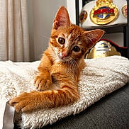 Rookie participe au concours pour gagner de l'argent avec cette photo : kitten, cat, orange_tabby, pet, fluffy_blanket, couch, indoor, curious, close_up, feline, animal, cute, young, soft_texture, championship_belt, background_objects, cozy, relaxed, portrait, domestic_pet