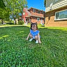 blue_dress, child, crouching, daylight, girl, grass, greenery, house, lawn, outdoor, pigtails, satellite_dish, shoes, sidewalk, sky, smile, suburban, sunlight, tree, window