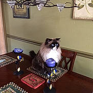 Gabriel is registered to the contest to win money with this photo: animal, blue_eyes, calm, candles, cat, chair, decor, decorative, dining_room, domestic, fluffy, furniture, home, indoor, pet, placemats, sitting, table, wall_art, wooden_table