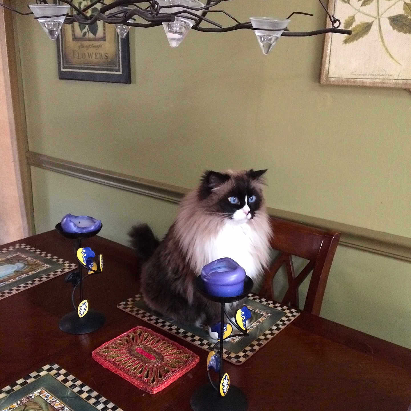 Gabriel is registered to the contest to win money with this photo: animal, blue_eyes, calm, candles, cat, chair, decor, decorative, dining_room, domestic, fluffy, furniture, home, indoor, pet, placemats, sitting, table, wall_art, wooden_table