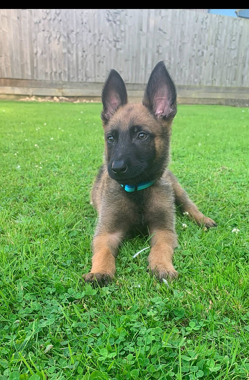 Hugo joined the competition — help win amazing prizes! belgian_shepherd_malinois, canidae, carnivore, companion_dog, dog, dog_breed, dog_supply, fawn, german_shepherd_dog, grass, grassland, herding_dog, non_sporting_group, old_german_shepherd_dog, plant, sporting_group, terrestrial_animal, working_animal, working_dog