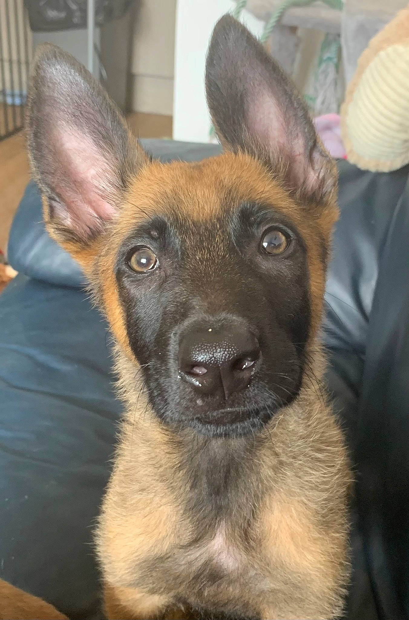 Hugo joined the competition — help win amazing prizes! canidae, carnivore, companion_dog, dog, dog_breed, ear, fawn, fur, herding_dog, liver, snout, sporting_group, terrestrial_animal, toy_dog, whiskers, working_animal, working_dog