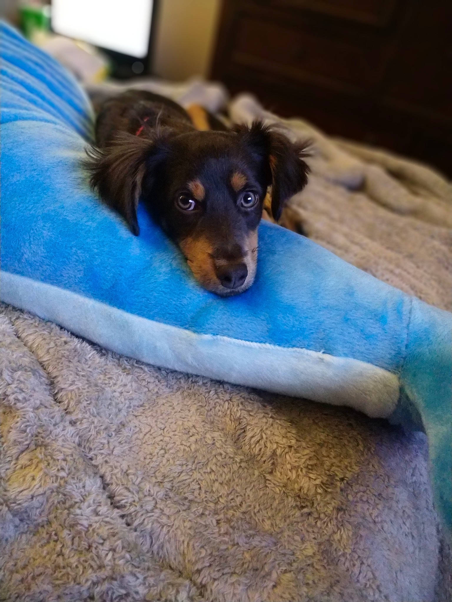 Eli is registered to the contest to win money with this photo: canidae, carnivore, companion_dog, dachshund, dog, dog_breed, mammal, puppy, snout, sporting_group