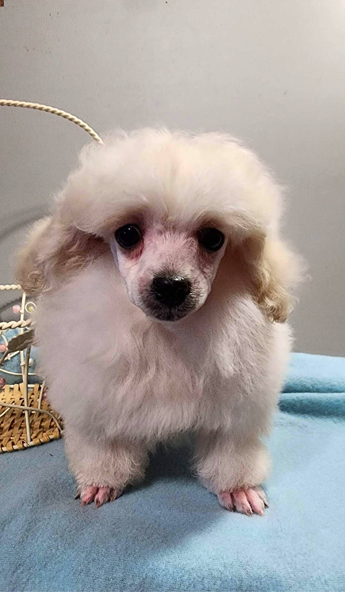 Luffy joined the competition — help win amazing prizes! canidae, carnivore, companion_dog, dog, dog_breed, dog_supply, ear, eye, fawn, fur, human_body, maltepoo, metal, non_sporting_group, snout, sporting_group, toy_dog, water_dog, whiskers, working_animal