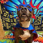 Tiger is registered to the contest to win money with this photo: dog, superhero_costume, mask, cape, comic_book_style, colorful_background, text_effects, cartoon, action_words, brown_dog, white_chest, indoor, pet, animal, costume, playful, portrait, funny, hero, vibrant