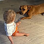animal, baby, child, clothing, curious, dog, floor, flooring, home, indoor, interaction, light, orange_shorts, paw, person, pet, shadow, toddler, white_shirt, wooden_floor