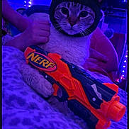 Dusty joined the competition — help win amazing prizes! bed, blanket, cat, cat_hat, close_up, costume, ears, feline, hands, indoor, led_lights, nerf_gun, person_hand, pet, playful, portrait, purple_lighting, soft_fabric, toy_gun, whiskers