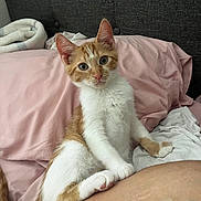 Honey is registered to the contest to win money with this photo: animal, bed, cat, curious, cute, ears, feline, fluffy, fur, indoor, kitten, looking, orange_and_white, paws, pet, pink_sheets, resting, tail, white_sheets, young_cat