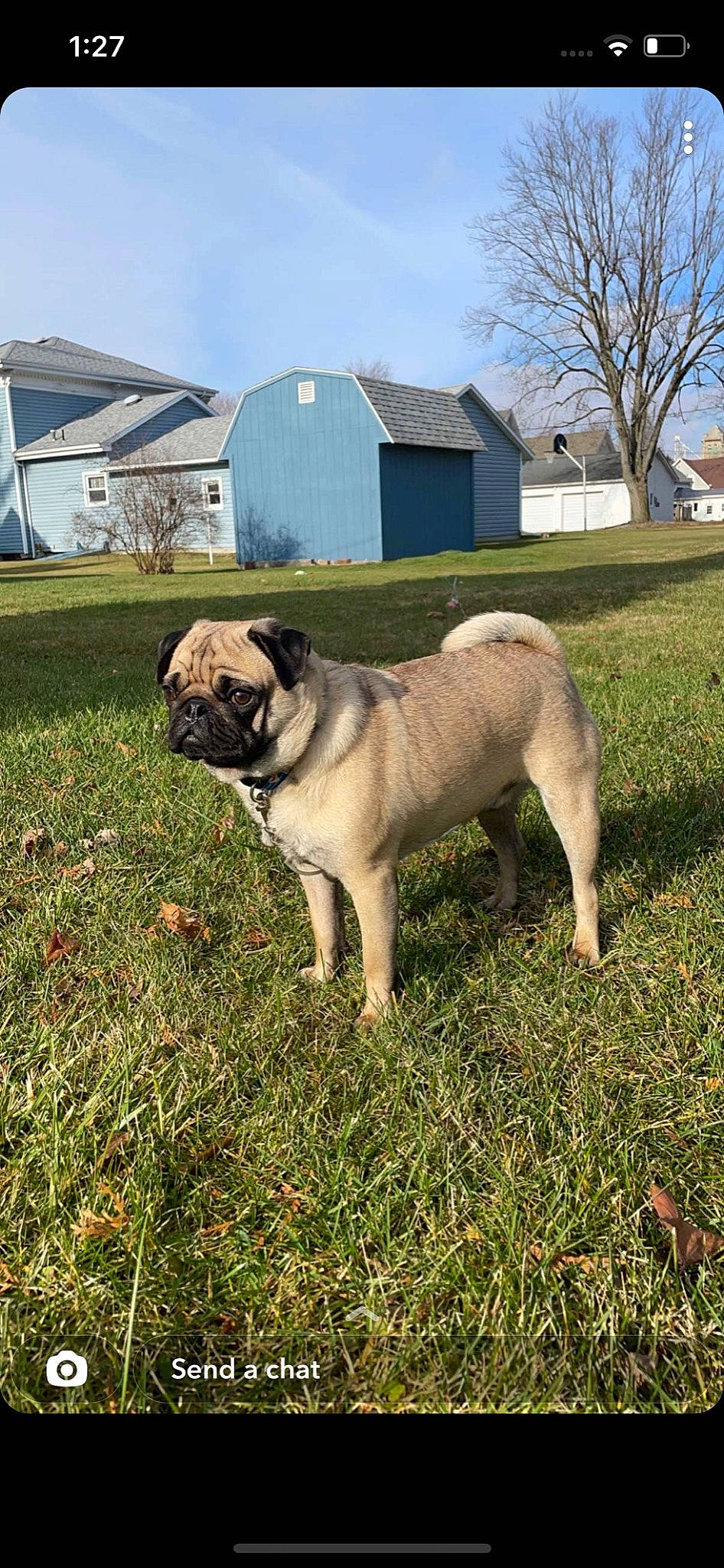Pugsley is registered to the contest to win money with this photo: building, canidae, carnivore, companion_dog, dog, dog_breed, fawn, grass, house, plant, pug, sky, snout, sporting_group, tail, tree, window, working_animal, working_dog, wrinkle