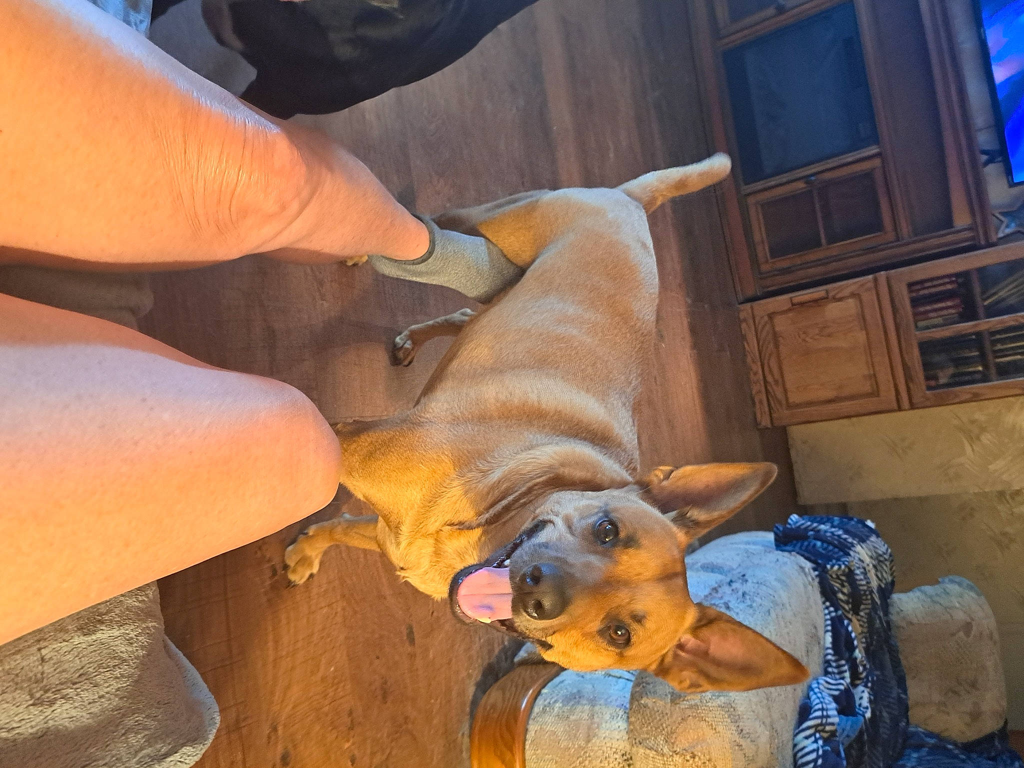 Summer Rain joined the competition — help win amazing prizes! canidae, carnivore, companion_dog, dog, dog_breed, fawn, flooring, human_leg, machine, metal, pet_supply, safety_glove, snout, soil, sporting_group, veterinarian, window, wood, working_animal, wrist