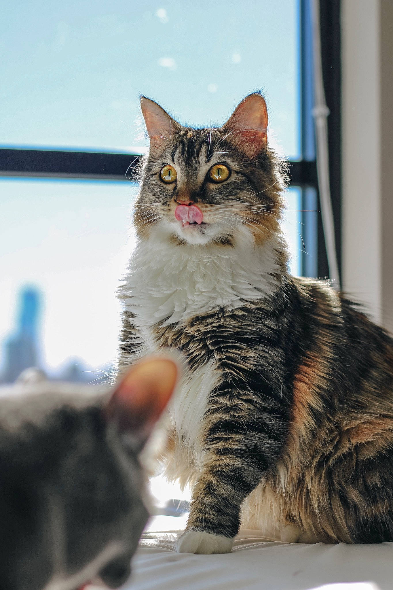 Gracie is registered to the contest to win money with this photo: carnivore, cat, claw, curious, domestic_short_haired_cat, felidae, fur, paw, sitting, sky, small_to_medium_sized_cats, snout, terrestrial_animal, whiskers