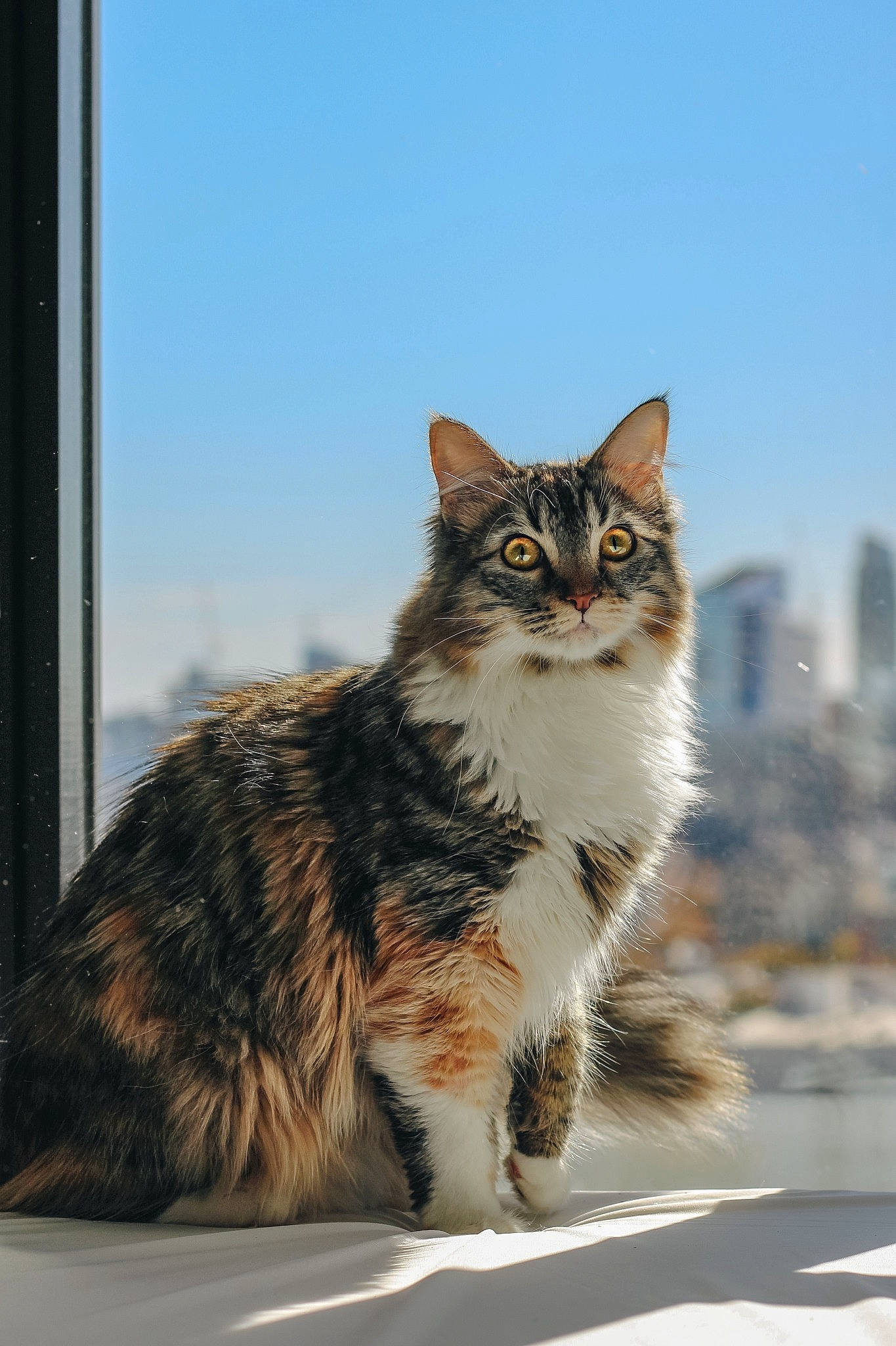 Gracie is registered to the contest to win money with this photo: building, carnivore, cat, city, domestic_short_haired_cat, felidae, fur, paw, sitting, sky, small_to_medium_sized_cats, snout, street, tail, terrestrial_animal, whiskers, wildlife, winter