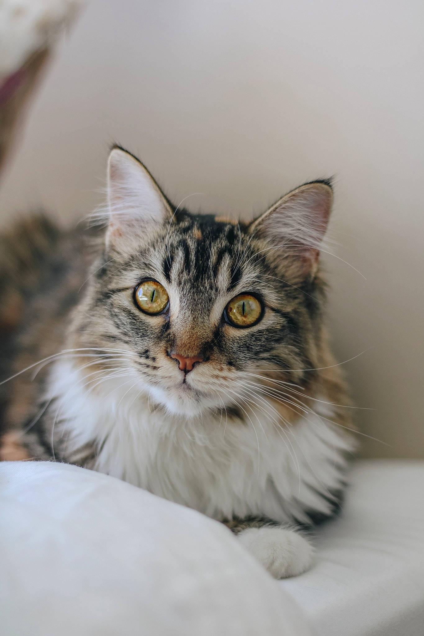 Gracie joined the competition — help win amazing prizes! carnivore, cat, claw, comfort, domestic_short_haired_cat, eye, felidae, fur, maine_coon, paw, small_to_medium_sized_cats, snout, terrestrial_animal, whiskers, wildlife