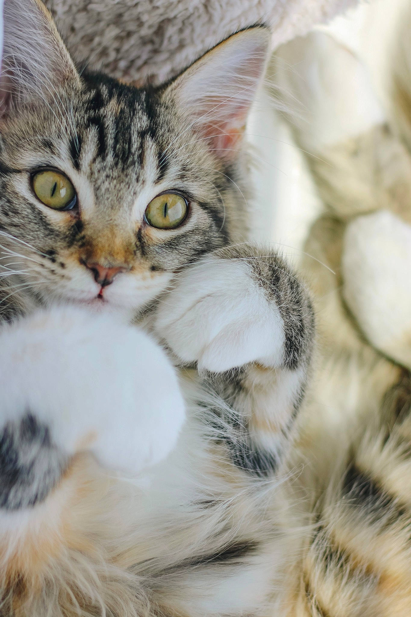 Gracie joined the competition — help win amazing prizes! carnivore, cat, claw, close_up, comfort, domestic_short_haired_cat, event, felidae, fur, paw, small_to_medium_sized_cats, snout, tail, terrestrial_animal, whiskers, wildlife