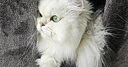 Trésor participe au concours pour gagner de l'argent avec cette photo : animal, carpeted_surface, cat, cat_tree, closeup, cozy, curious, cute, domestic_cat, feline, fluffy_fur, green_eyes, household, indoor, looking_away, pet, resting, soft_light, whiskers, white_cat