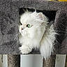 animal, carpeted_surface, cat, cat_tree, closeup, cozy, curious, cute, domestic_cat, feline, fluffy_fur, green_eyes, household, indoor, looking_away, pet, resting, soft_light, whiskers, white_cat
